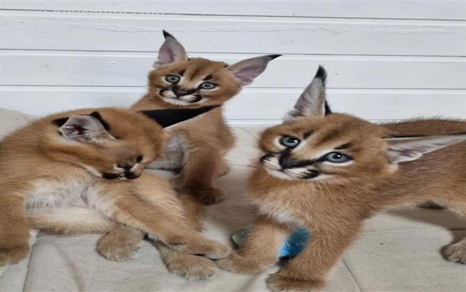 beautiful-serval-and-caracal-kittens-available-tezpur-1877784202582338-1